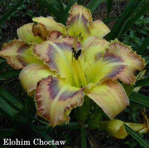 choctaw rs peach